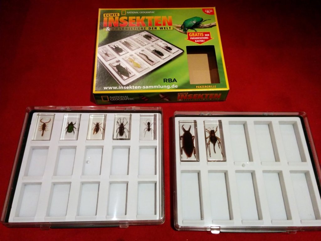 lebendeinsekten3
